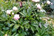  Paeonia je zeljasta vrsta božura koja dostiže visinu i širinu 60-90 cm. Sa cvetanjem počinje krajem proleća ili početkom leta. Cvetovi su mirisni, dupli, prečnika i do 20cm i podsećaju na starinske ruže. Boja cveta je ružičasta, a latice su delikatno prošarane tamnijom bojom pre nego što se cvet skroz otvori. Svakog proleća ova vrsta će vas ostaviti bez daha.

 Sadite biljku na suncu ili u polusenovitom delu vrta, u zemljište koje je plodno, umereno vlažno i  dobro drenirano.U veliku rupu prvo staviti krupan sljunak ili lomljenu ciglu,pa pesak,pa tek onda zemlju i potom minimum 3 izdanka na dubinu od samo par cantimetara.Ako posadite samo 1 izdanak,nece cvetati par godina.Preporuka je da se prve godine cvetovi zakinu,kako bi se koren i grm bolje razvili. Idealno bi bilo da je biljka posađena pored zida, tj. da je zaštićena od udara jakih vetrova.

Kada cvetovi počnu da se suše, orežite ih. U jesen kada pripremate vrt za zimu, orežite sve izbojke u nivou tla. Mlade biljke možete prekriti slojem malča.
Bozur je simbol casti ,bogatstva,lepote i srecnog braka.